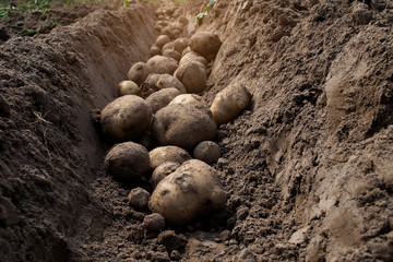 Fototapeta na wymiar Fresh organic potatoes in the fields, raw potatoes.