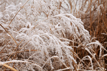 snow on dry flowers of a chinese silver grass