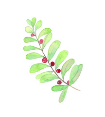 Watercolor green leaves with berry on white background