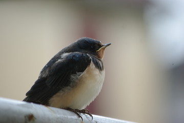 l'attente