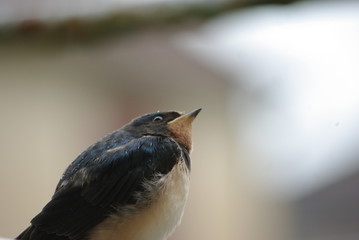 Regard vers le Haut