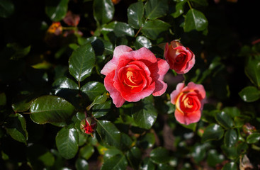 Bush of pink roses on a background of green foliage close-up. Greeting card for Valentine's day. Fragrant roses in bloom in the garden. Declaration of love. Live wall