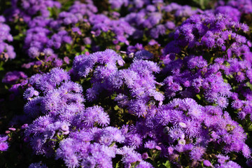 Small purple flowers close-up. Floral background. Floral greeting card. Lilac Bush asters or chrysanthemums. Live wall. Flat lay. Copy space.