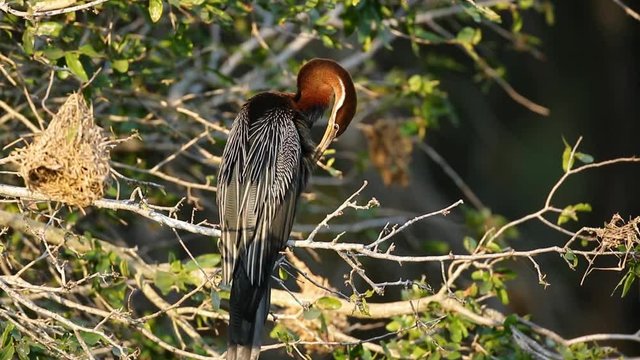 African darter (Anhinga rufa) preening, Kruger National Park, South Africa