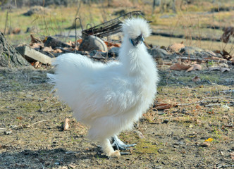 Young cock 8