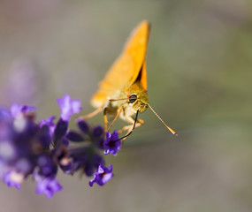 Butterfly Drinking Nectar