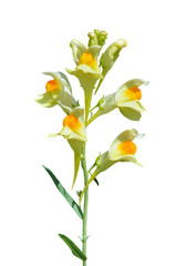 Yellow wildflowers (Linaria vulgaris) 7