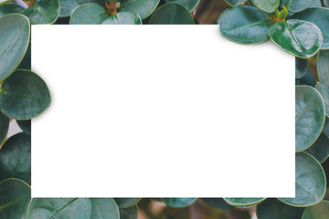 White paper on green leaf nature background