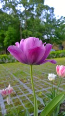 Blossoming bud of a bright purple tulip on a green background. Dainty flower for inspiration concept. Spring morning in the garden. Wonderful image for card. Nature backdrop. Lilac shades.