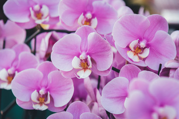 Naklejka na ściany i meble Doritaenopsis. Phalaenopsis aphrodite Rchb.f, pink orchid.