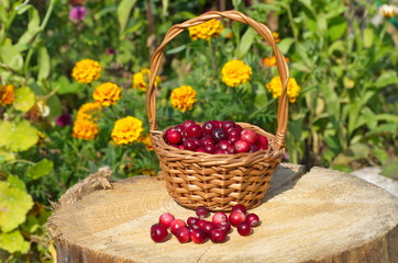 Ripe cranberries in a basket on a stump in the garden