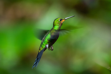 Amazilia decora, Charming Hummingbird, bird feeding sweet nectar from flower pink bloom. Hummingbird behaviour in tropic forest, nature habitat in Corcovado NP, Costa Rica. Two bird in fly, wildlife.