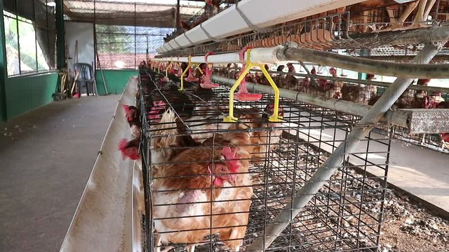 vedeo The chickens feed on the farm  