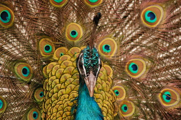 Obraz premium Peacock distinguished by a crest of upright feathers and by greatly elongated loosely webbed upper tail coverts which are mostly tipped with iridescent spots .