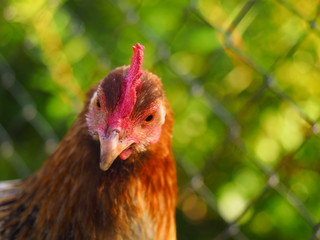 Oxford Old English Game has a back at 45º to the ground, and has thirty different color-varieties. The Old English Game hen lays well around 160 white eggs per year.