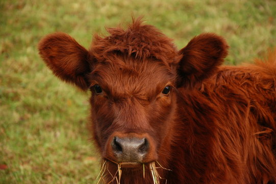 Dexter cattle are a breed of cattle originating in Ireland. The smallest of the European cattle breeds, they are about half the size of a traditional Hereford