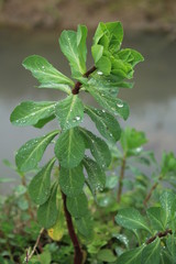 Green leaves flowers for background texture in water