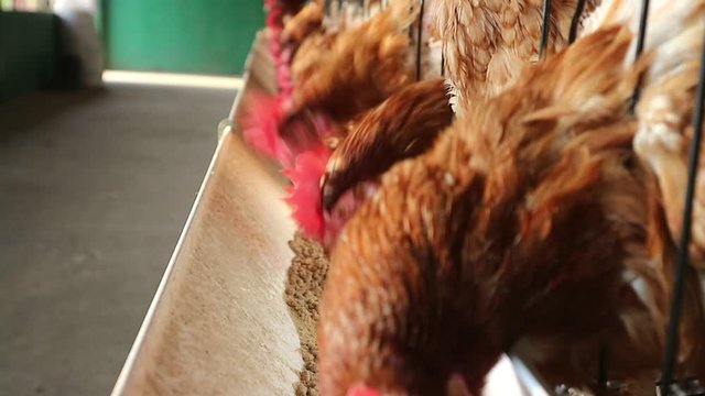 vedeo The chickens feed on the farm  