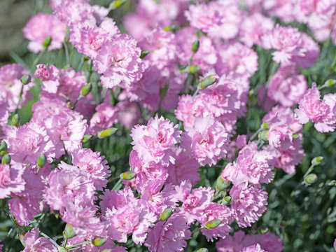 Bl&uuml;hende Nelken, Dianthus, im Garten