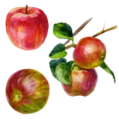 Watercolor illustration, set. Image of red apples side view, branch with apples.