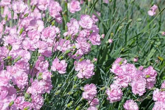 Bl&uuml;hende Nelken, Dianthus, im Garten