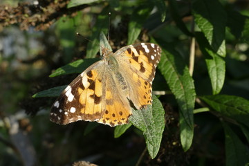 Distelfalter Schmetterling auf Blättern, Deutschland, Europa