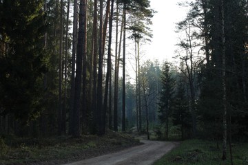 road in the forest