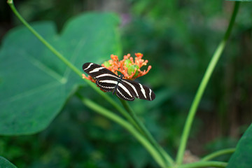 Mariposa Cebra (Zebra Longwing Butterfly)