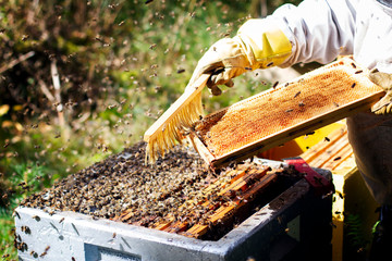 harvesting honey from honeybees