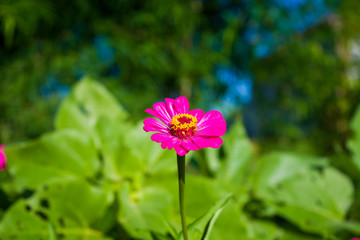 Soft focus images of Red Zinnia flowers photographed outdoor at close range, with the blurry background.