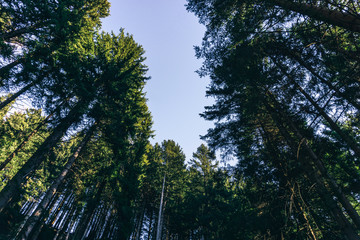 A forest in the alps, near the town of Borno, Italy - December 2019.