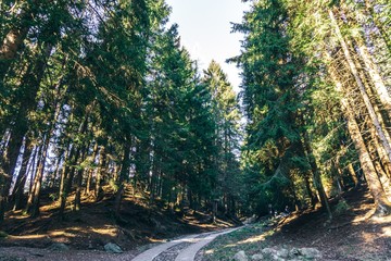 Obraz premium A forest in the alps, near the town of Borno, Italy - December 2019.