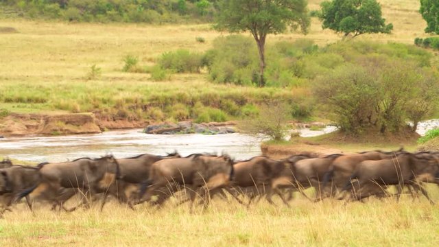 Huge Herd Of Wildebeests Galloping In The African Safari - wide shot
