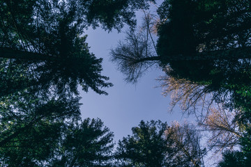 A forest in the alps, near the town of Borno, Italy - December 2019.