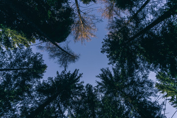 A forest in the alps, near the town of Borno, Italy - December 2019.