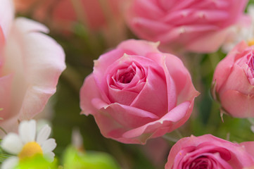 ピンクのバラ バラのブーケ クロースアップ_00777_DSC_9499