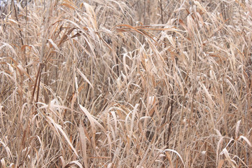 Fototapeta premium background of dry grass, reeds near the river