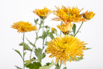 Chrysanthemum flower on a long stem on a white background is insulated