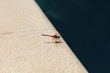 mosquito sucking blood