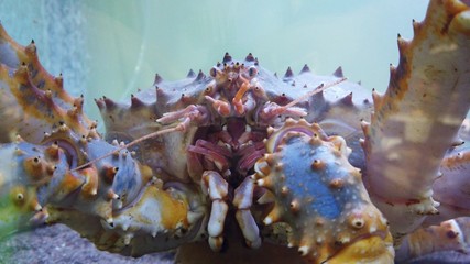 Naklejka na ściany i meble Kamchatka fishing crab, close-up.