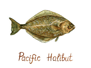 Pacific Halibut (Hippoglossus stenolepis), hand painted watercolor illustration design element with inscription 