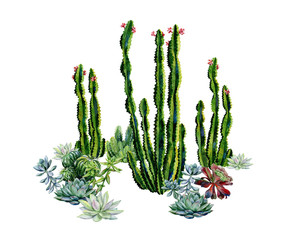 Watercolor succulents and cactus, green bouquet, echeveria  illustration, botanical painting of dudleya and zwartkop. Sempervivum art.  Elements for design of invitations, movie posters, fabrics. - 317924070