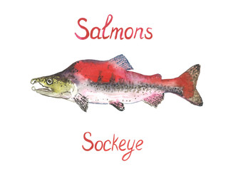 Sockeye salmon, hand painted watercolor illustration design element with inscription 