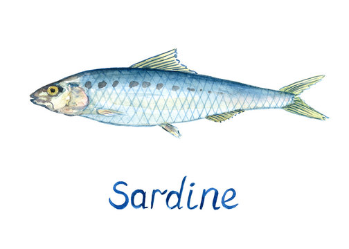 Sardine, hand painted watercolor illustration design element with inscription 