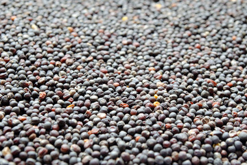 Canola seeds, rapeseed texture. Close-up. Background. Macro image of rapeseed can be used as a background. Harvested rapeseed from the field. Macro texture of seeds colza. Front view.