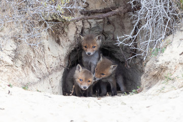Fox in the dunes of the Amsterdam water supply Area - Vos in de Amsterdamse Waterleiding Duinen (AWD)