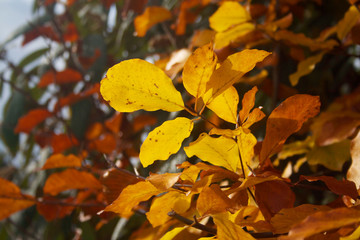 European beech tree with beautiful yellow leaves on sunlight on autumn season. Fagus sylvatica
