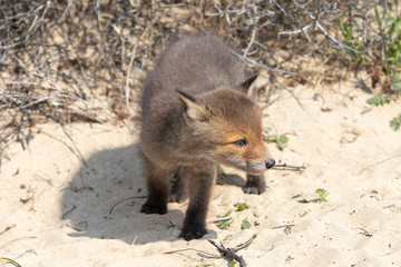 Fox in the dunes of the Amsterdam water supply Area - Vos in de Amsterdamse Waterleiding Duinen (AWD)