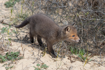 Fox in the dunes of the Amsterdam water supply Area - Vos in de Amsterdamse Waterleiding Duinen (AWD)