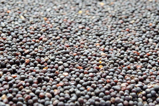 Canola seeds, rapeseed texture. Close-up. Background. Macro image of rapeseed can be used as a background. Harvested rapeseed from the field. Macro texture of seeds colza. Front view.